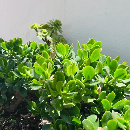 Casa Mesa Del Mar Tenerife