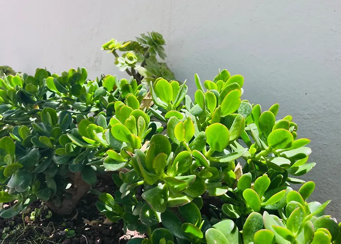 Casa Mesa Del Mar Tenerife